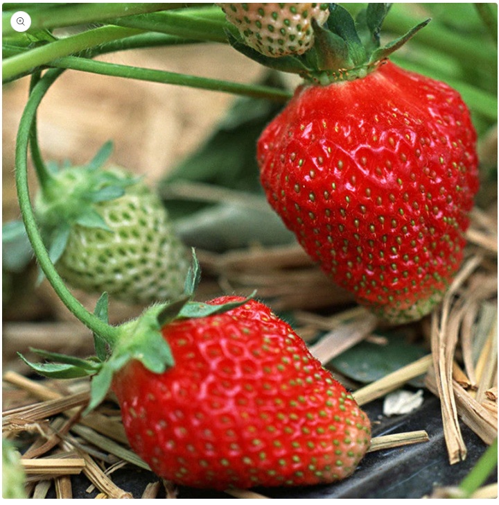 Strawberry
